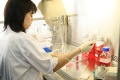 stock_photo:labs:immunology:activities:cell_culture:cell_culture1_s.jpg