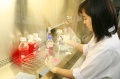 stock_photo:labs:immunology:activities:cell_culture:cell_culture2_l.jpg