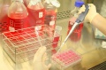 stock_photo:labs:immunology:activities:cell_culture:cell_culture3_l.jpg