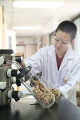 stock_photo:labs:nat_prod:activities:freeze_drying:freeze_drying7_s.jpg