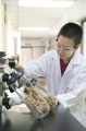stock_photo:labs:nat_prod:activities:freeze_drying:freeze_drying8_l.jpg