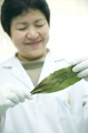 stock_photo:labs:nat_prod:activities:plant_material:plant_material6_l.jpg