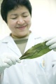 stock_photo:labs:nat_prod:activities:plant_material:plant_material6_s.jpg