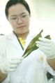 stock_photo:labs:nat_prod:activities:plant_material:plant_material7_l.jpg