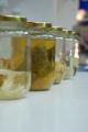 stock_photo:people:participants:2010_events:2010_08_06_sci_week:sci_week33_l.jpg